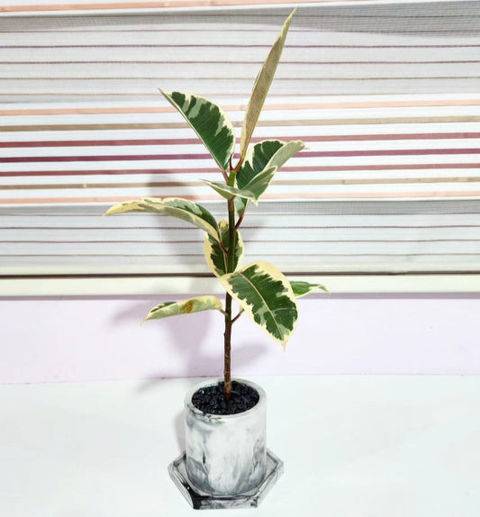 Ficus elastica tineke
