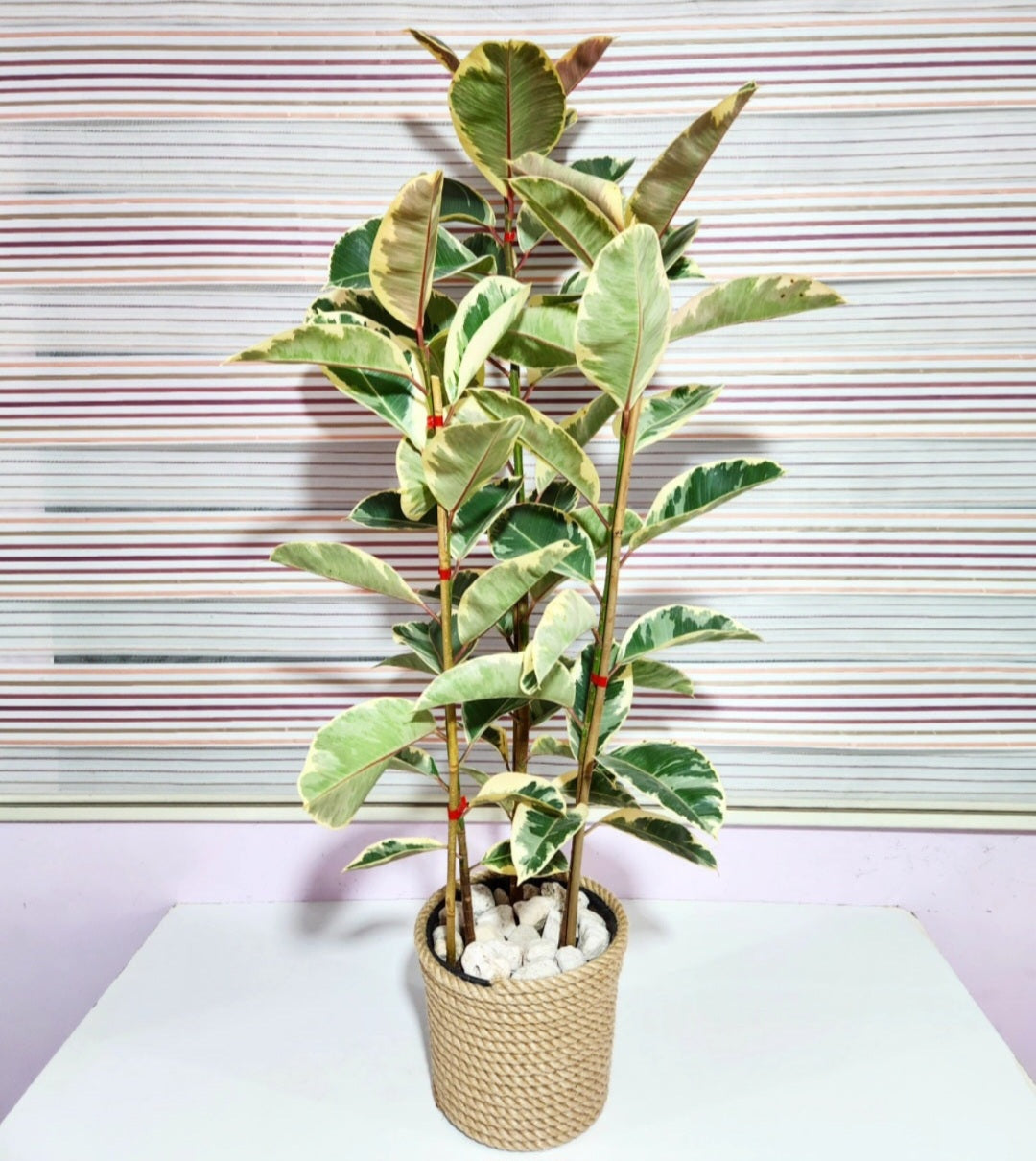 Ficus elastica tineke