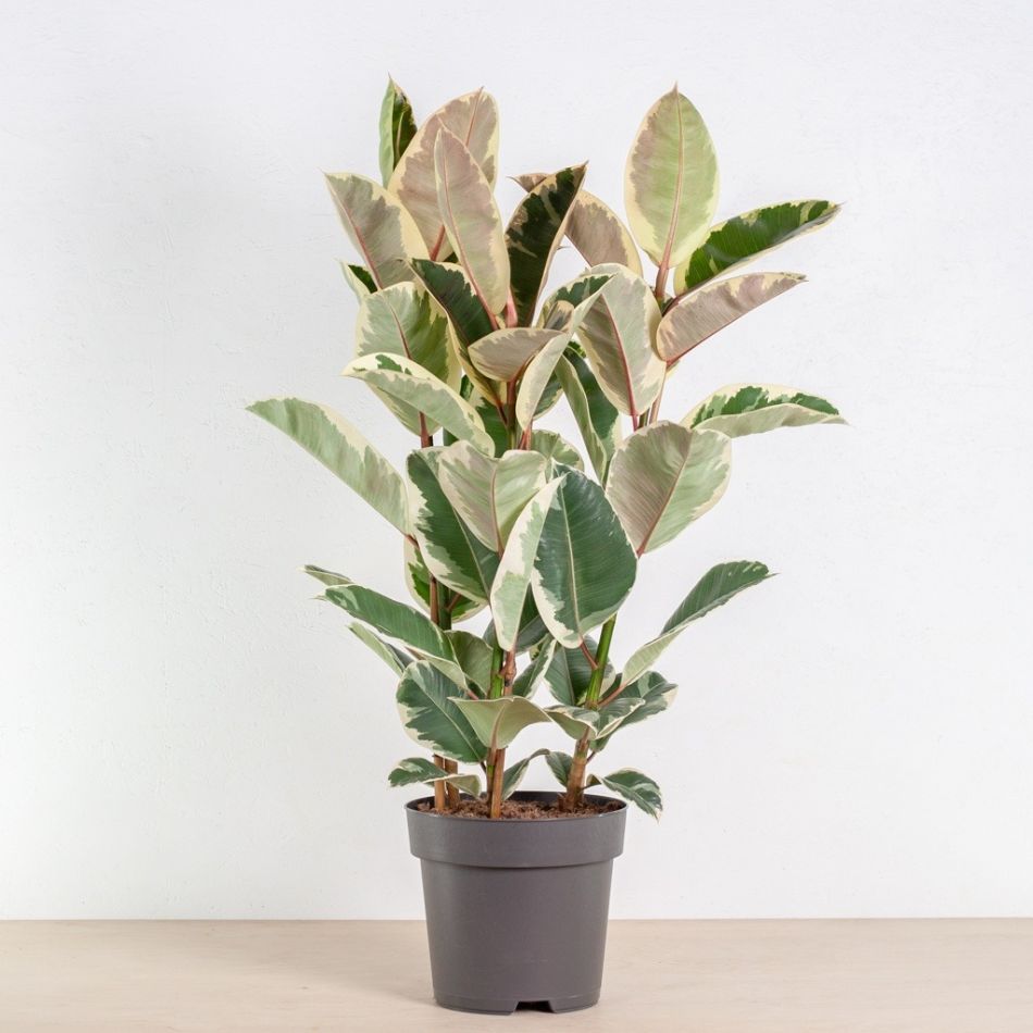 Ficus elastica tineke