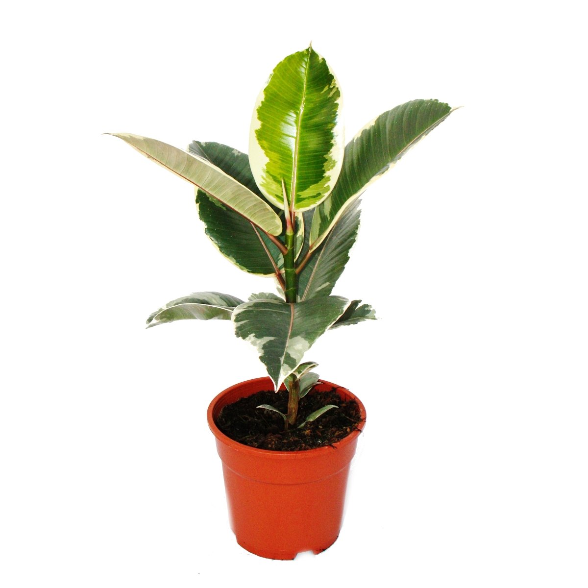 Ficus elastica tineke