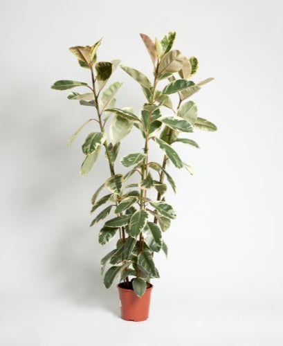 Ficus elastica tineke