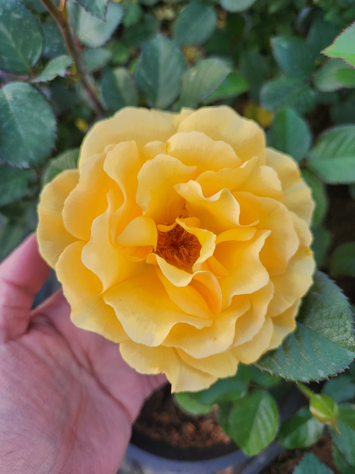 Rosier buisson