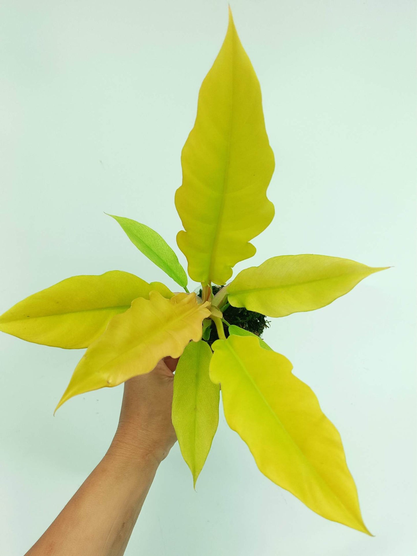 Philodendron golden crocodile