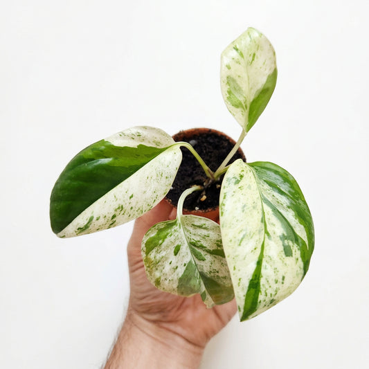 Epipremnum pinnatum marble queen