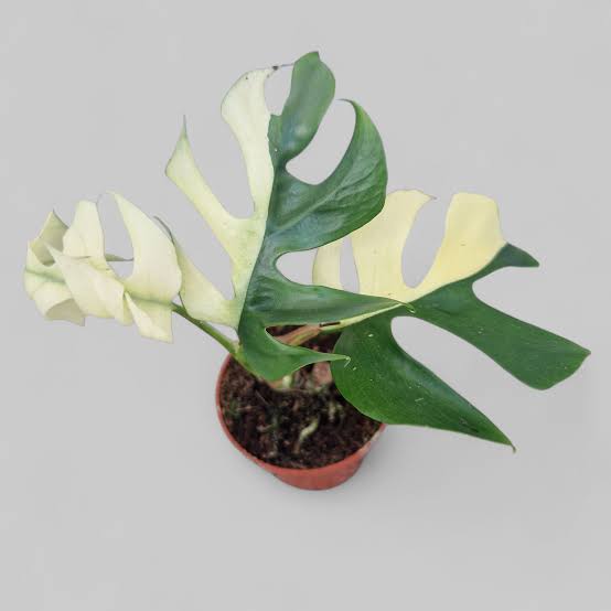 Rhaphidophora tetrasperma variegata (mini monstera variegata)