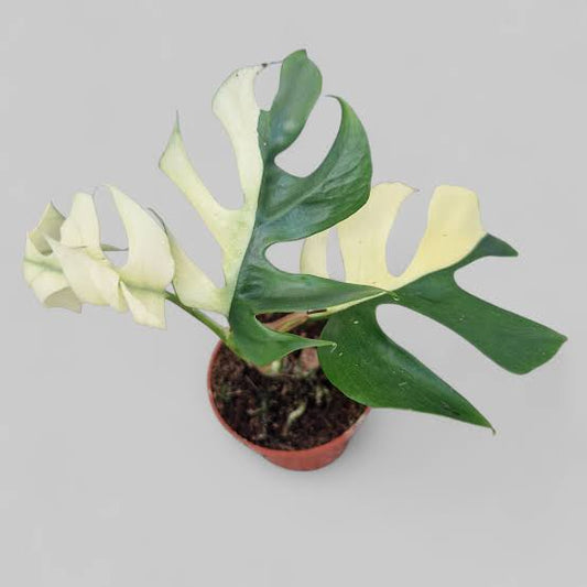 Rhaphidophora tetrasperma variegata (mini monstera variegata)