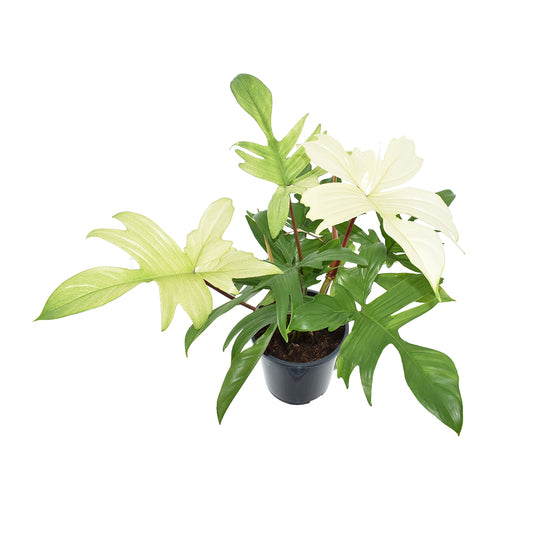 Philodendron florida ghost