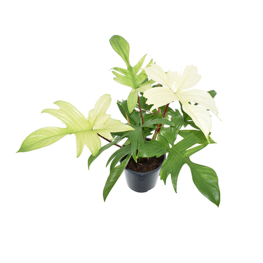 Philodendron florida ghost