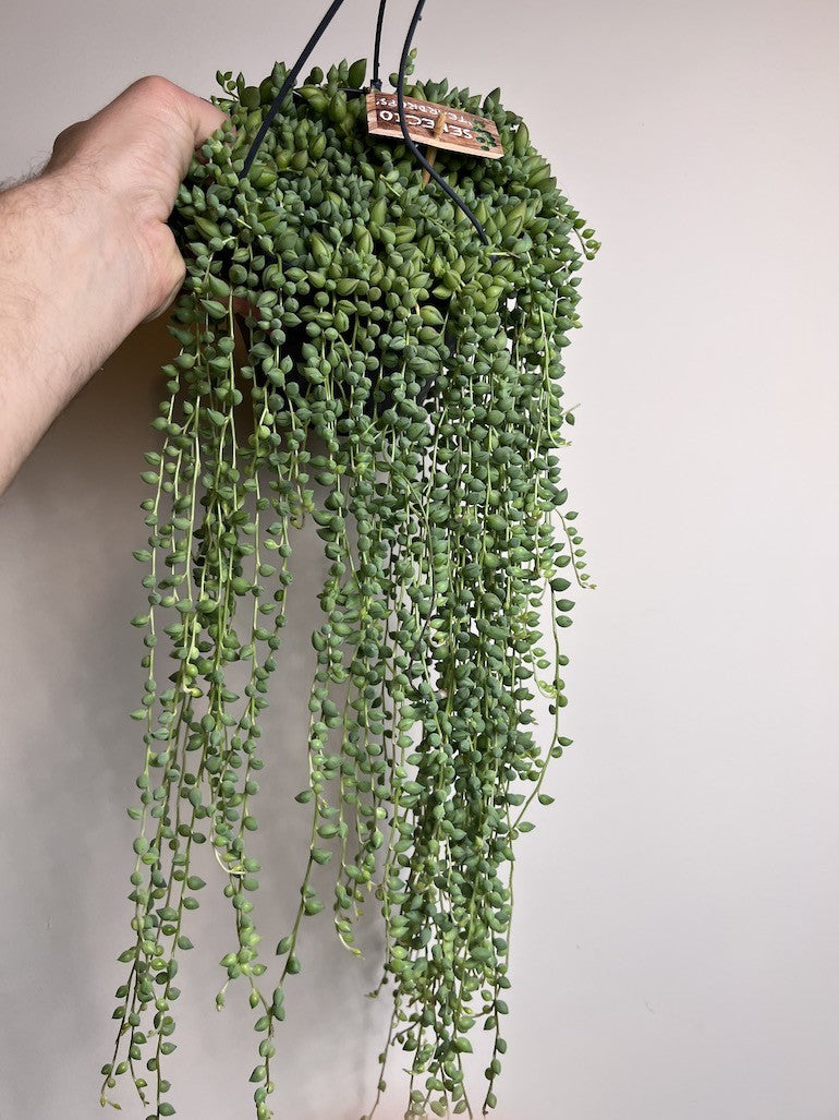 Senecio herreanus