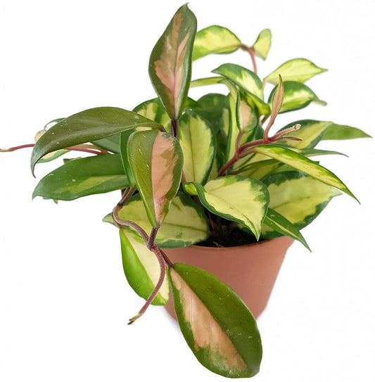 Hoya carnosa variegata tricolor