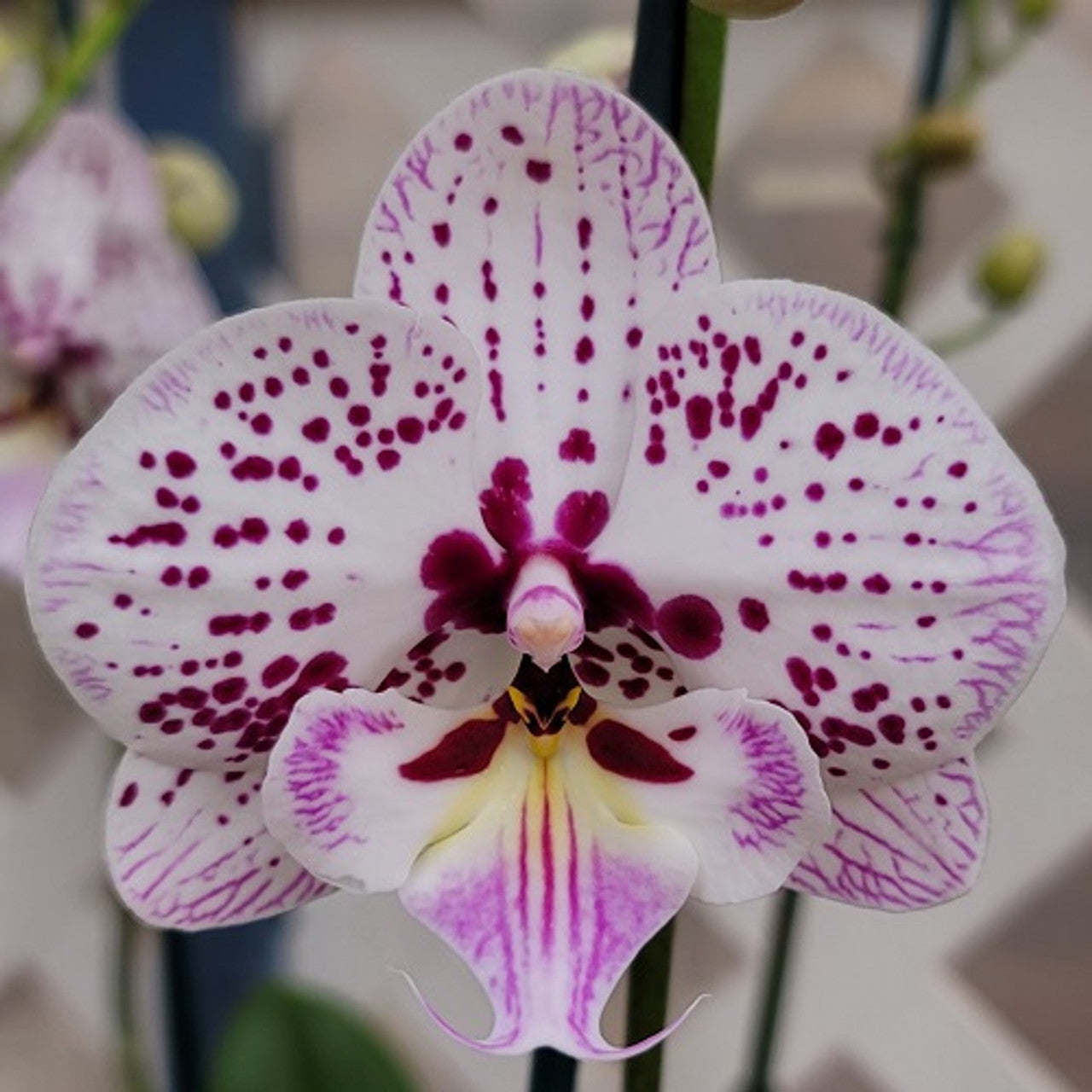 Phalaenopsis orchid