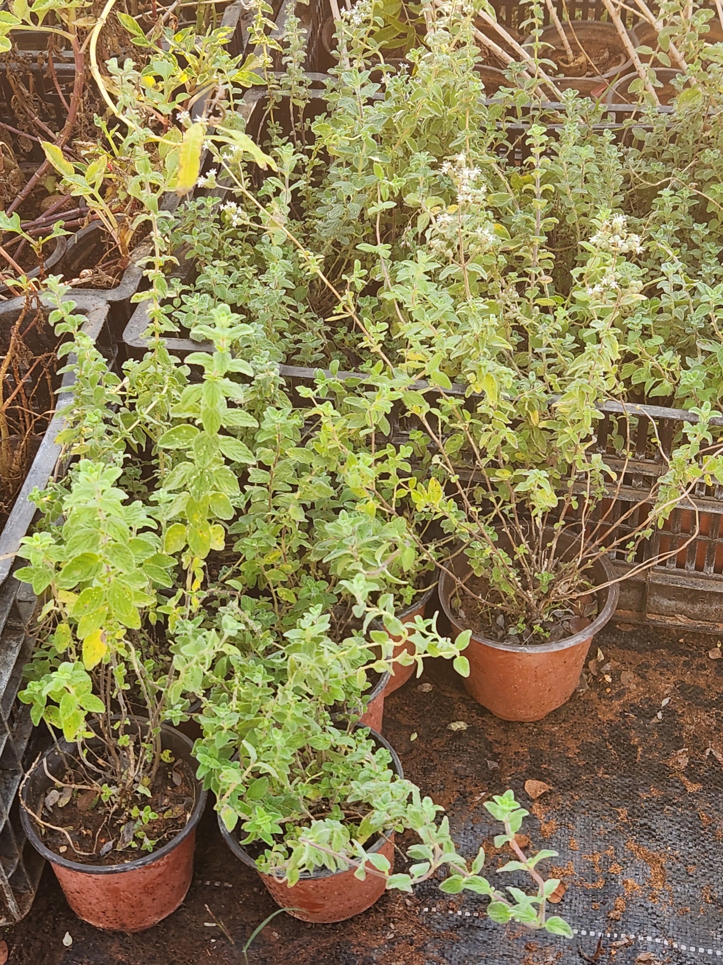 Thyme