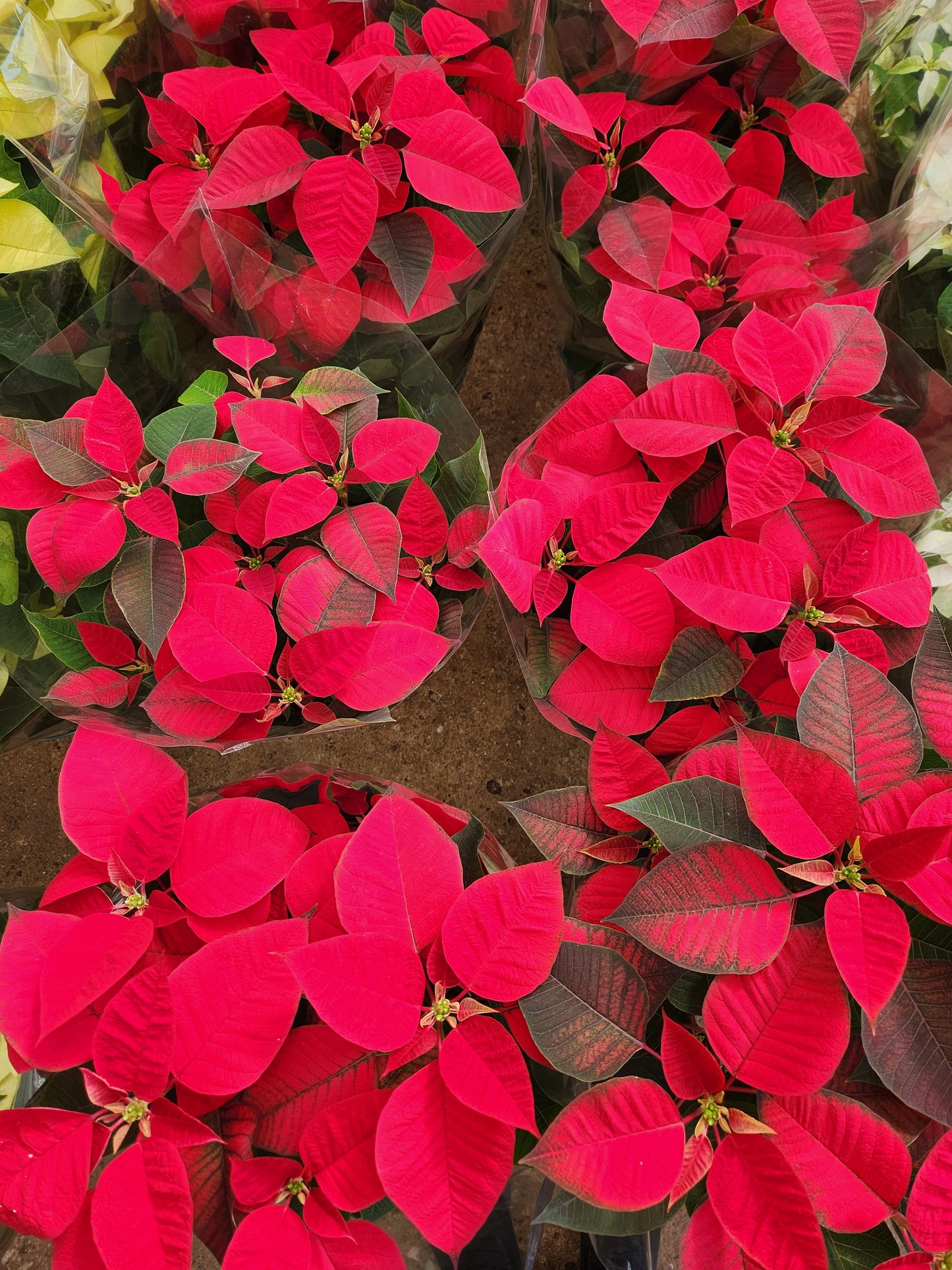 Poinsettia & princettia