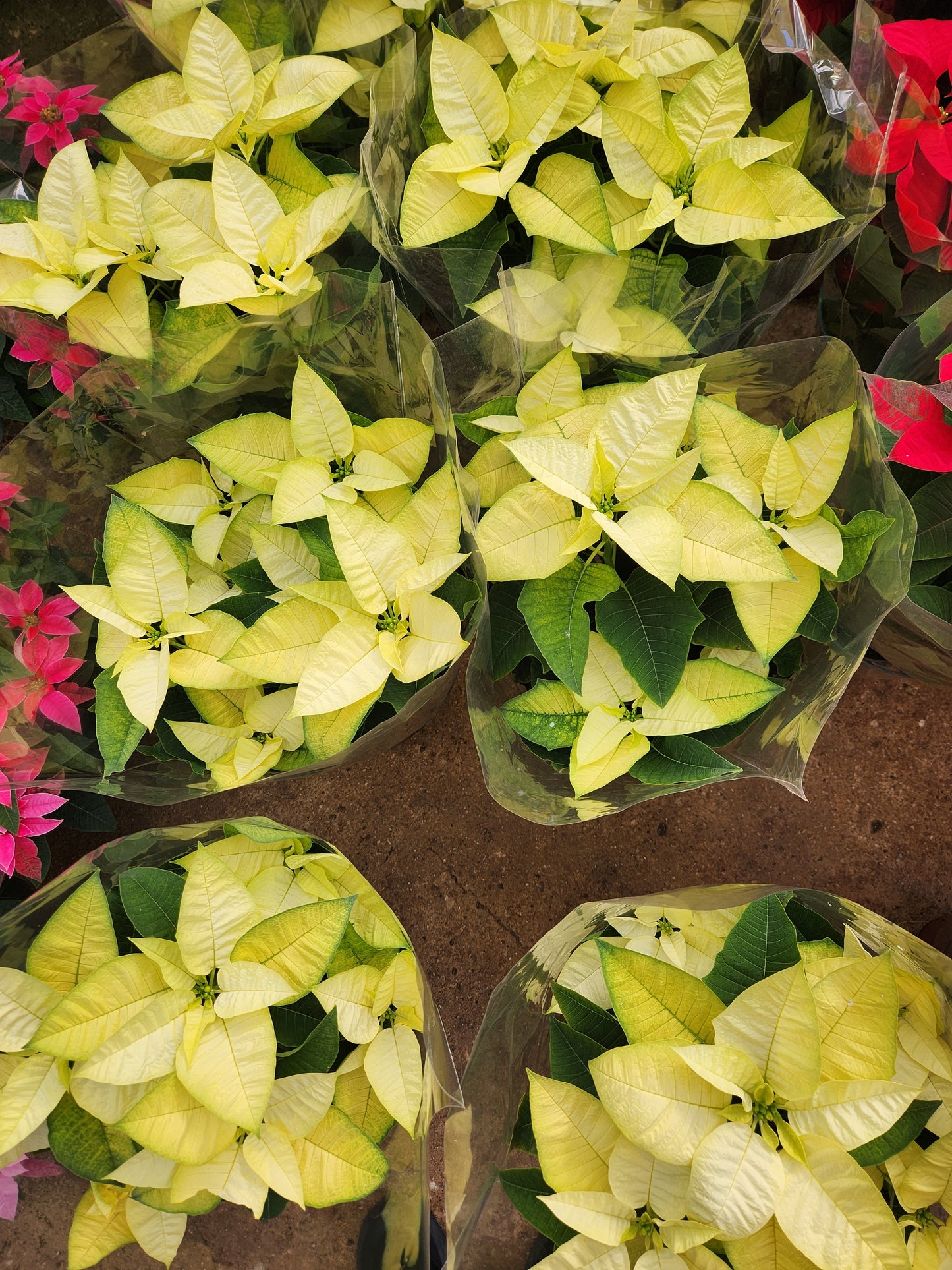 Poinsettia & princettia