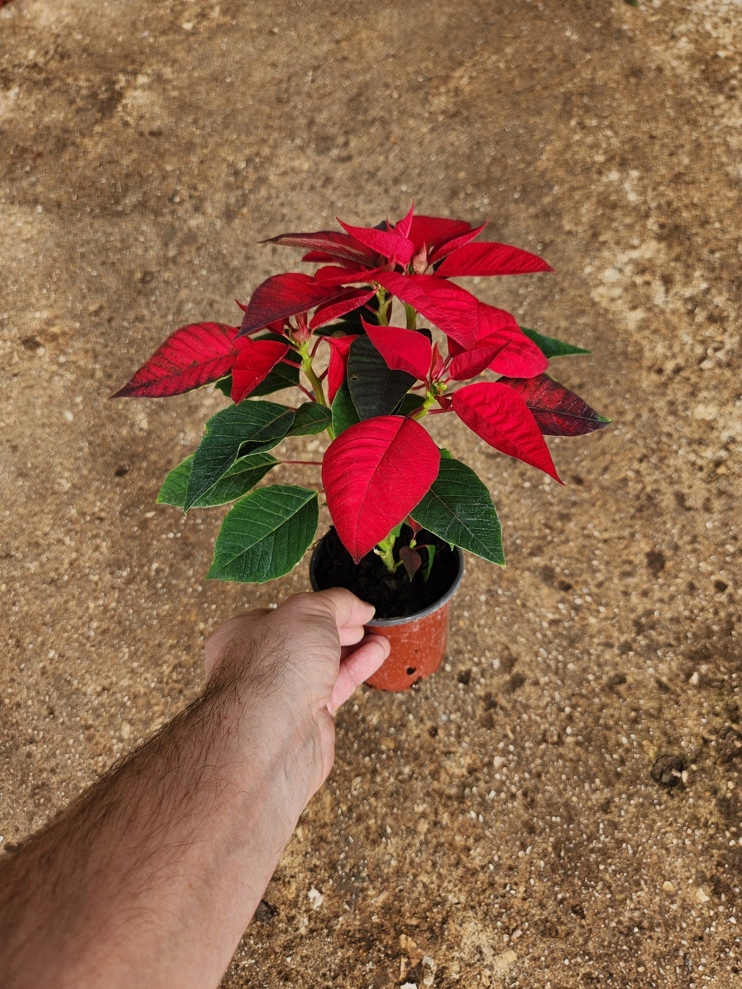 Poinsettia & princettia