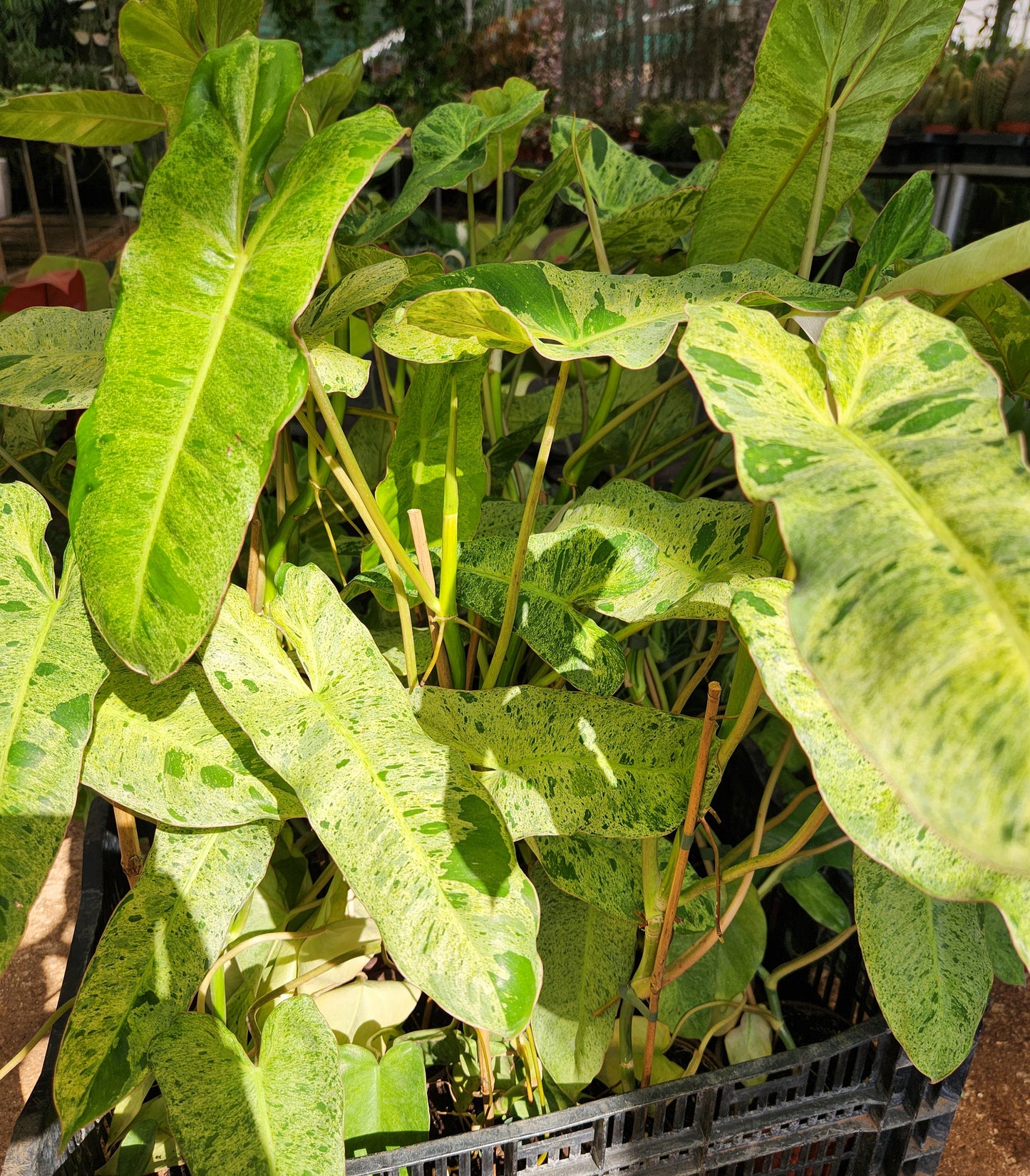 Philodendron burle marx mint