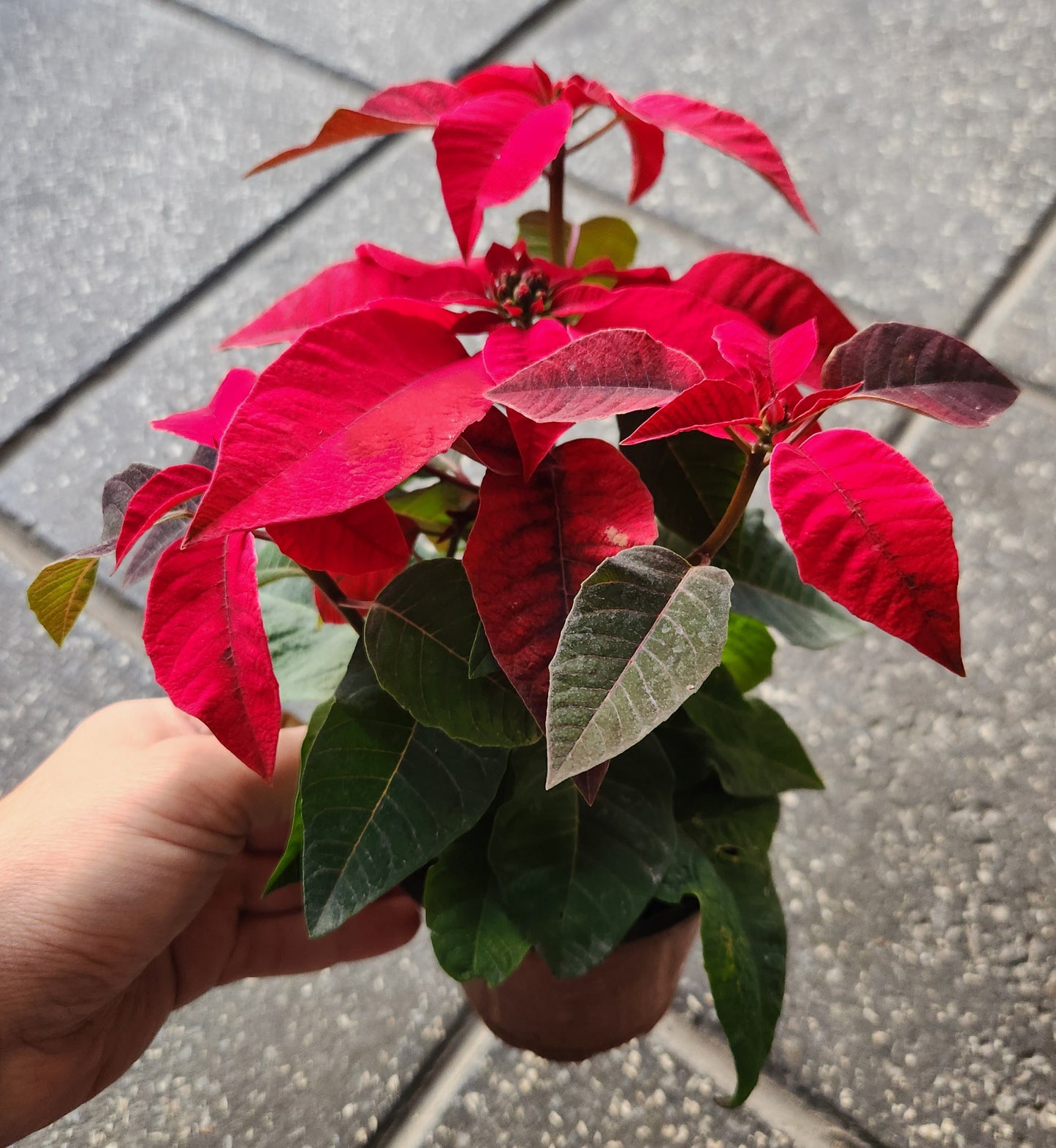 Poinsettia & princettia