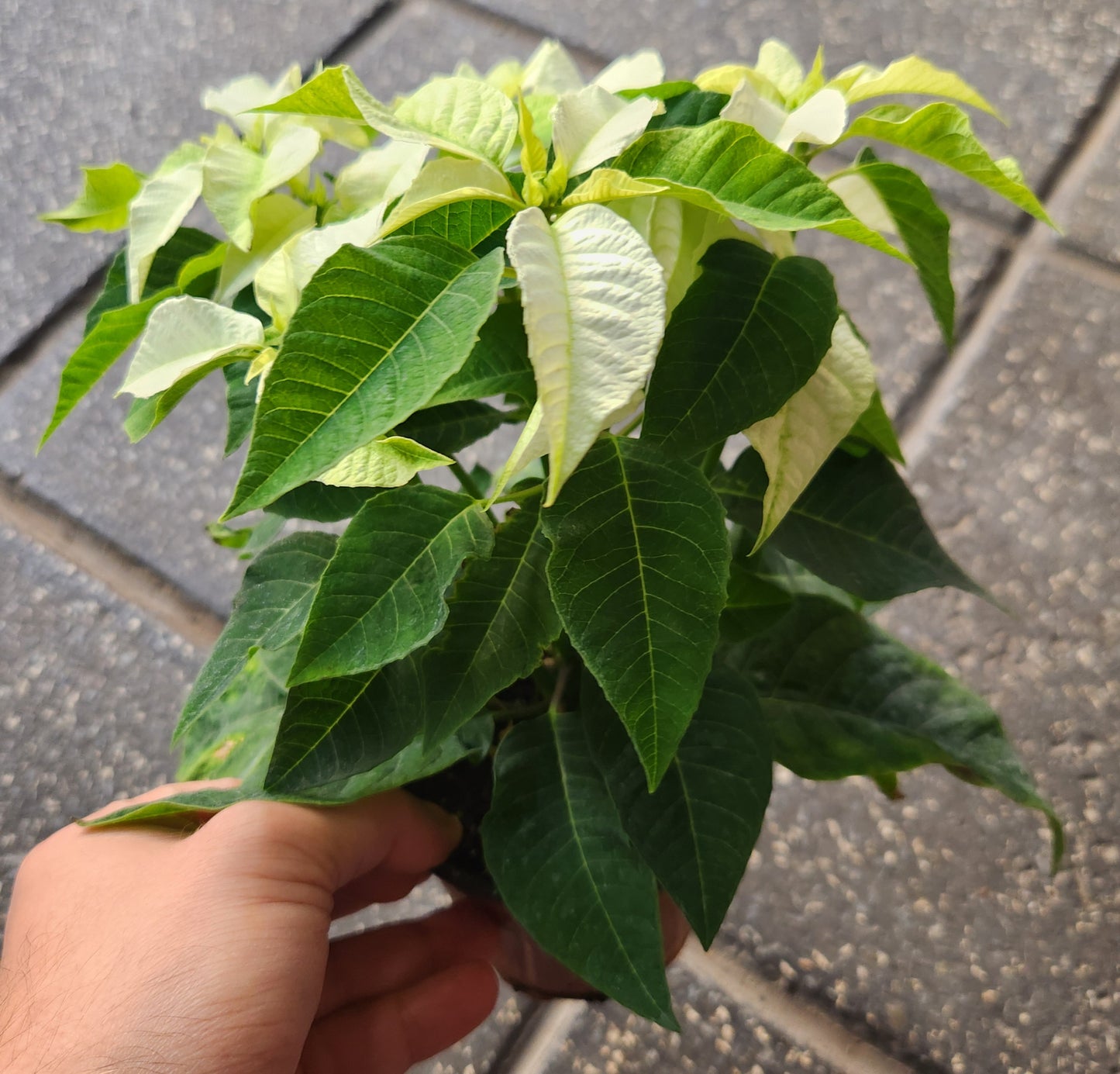 Poinsettia & princettia