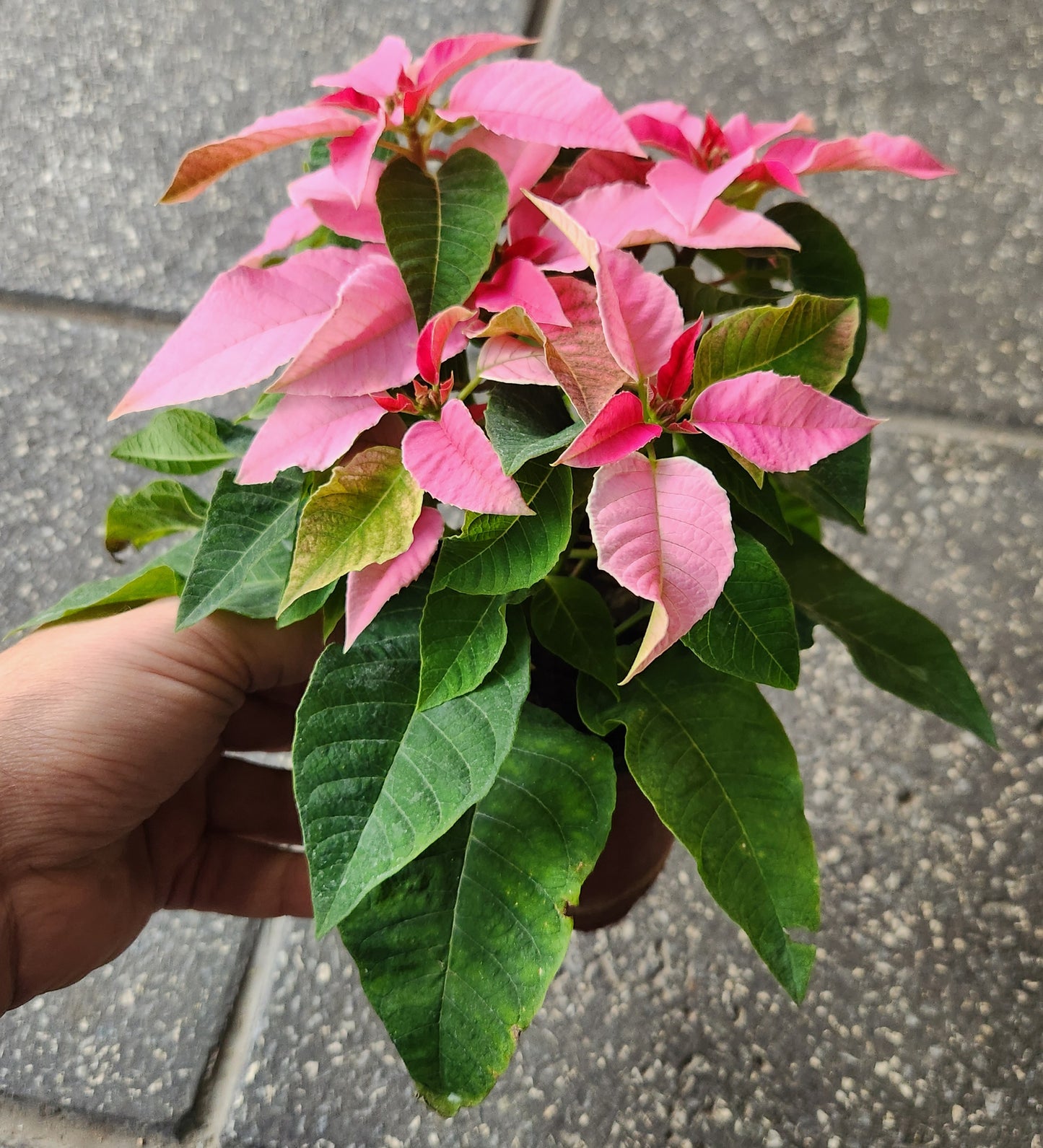 Poinsettia & princettia