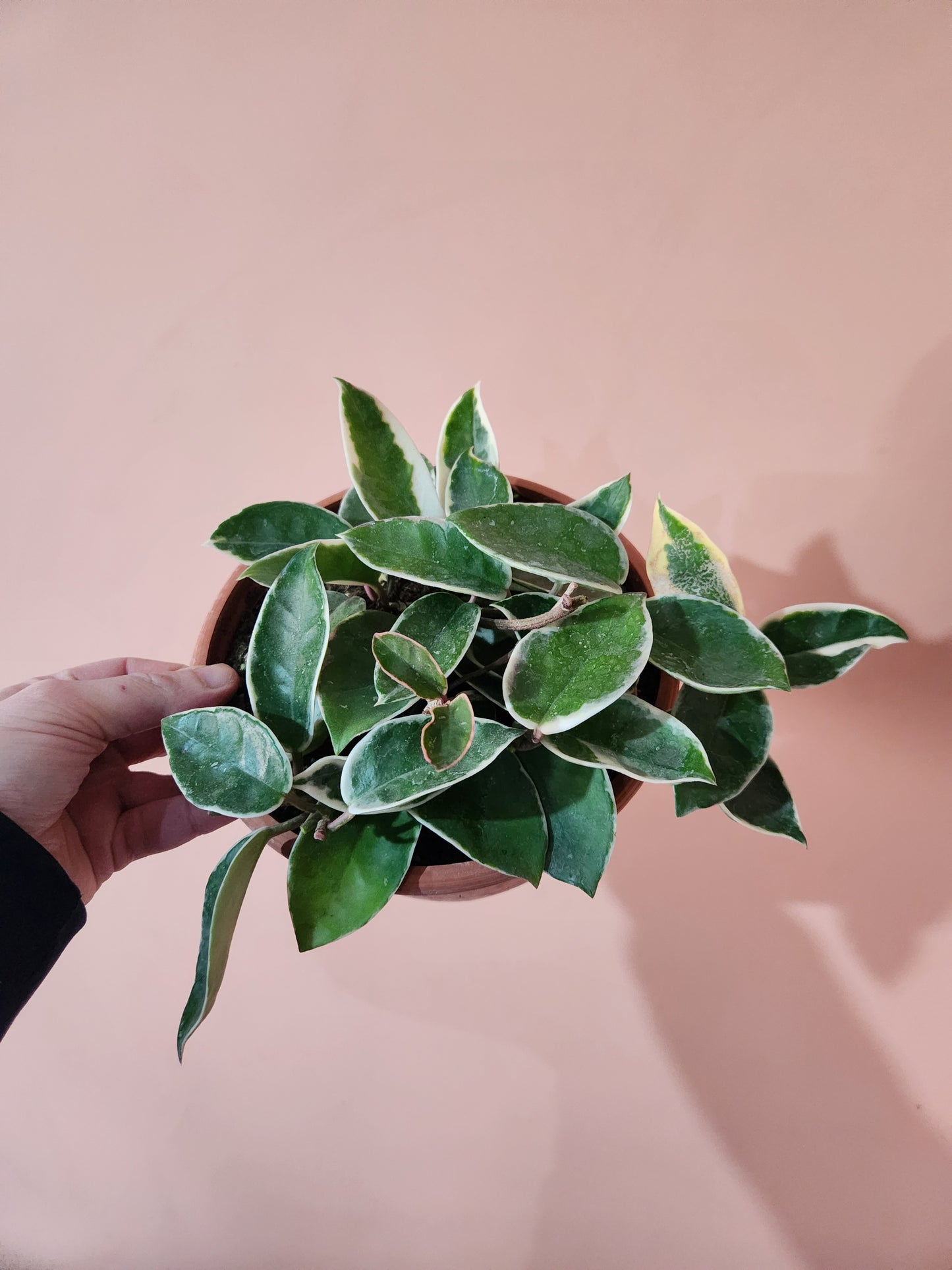 Hoya carnosa krimson queen albomarginata