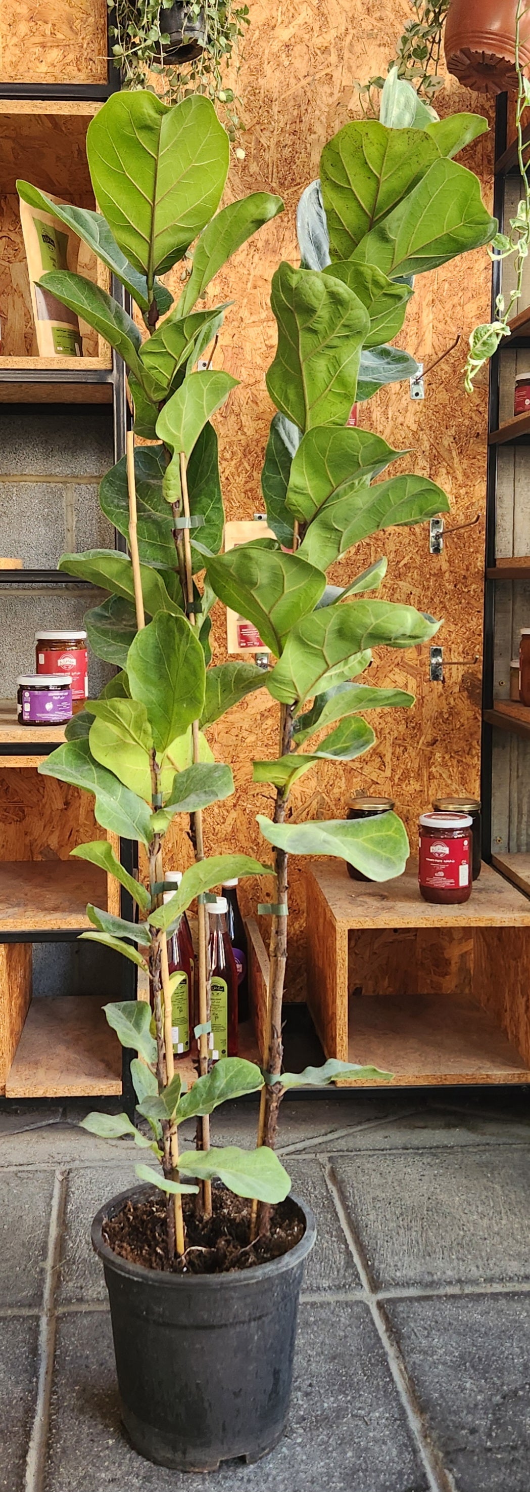 Ficus lyrata