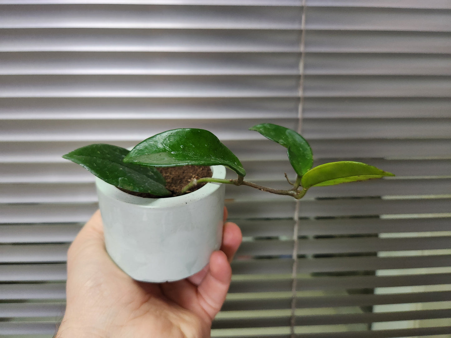 Hoya carnosa jade