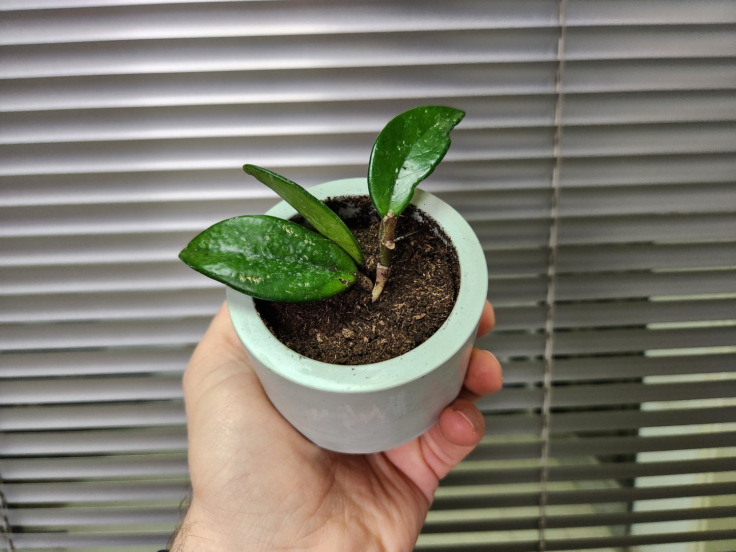 Hoya carnosa jade