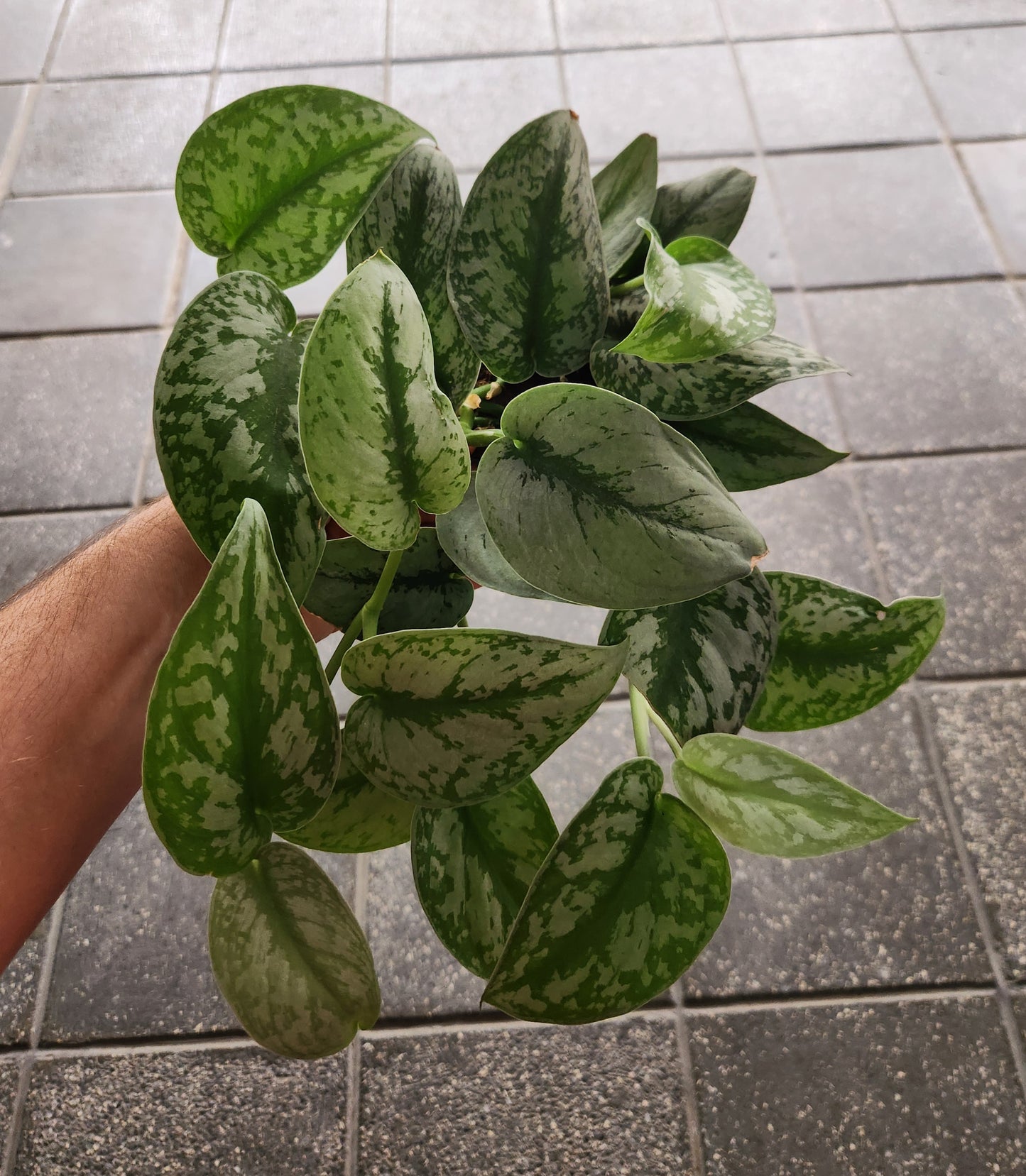Scindapsus exotica