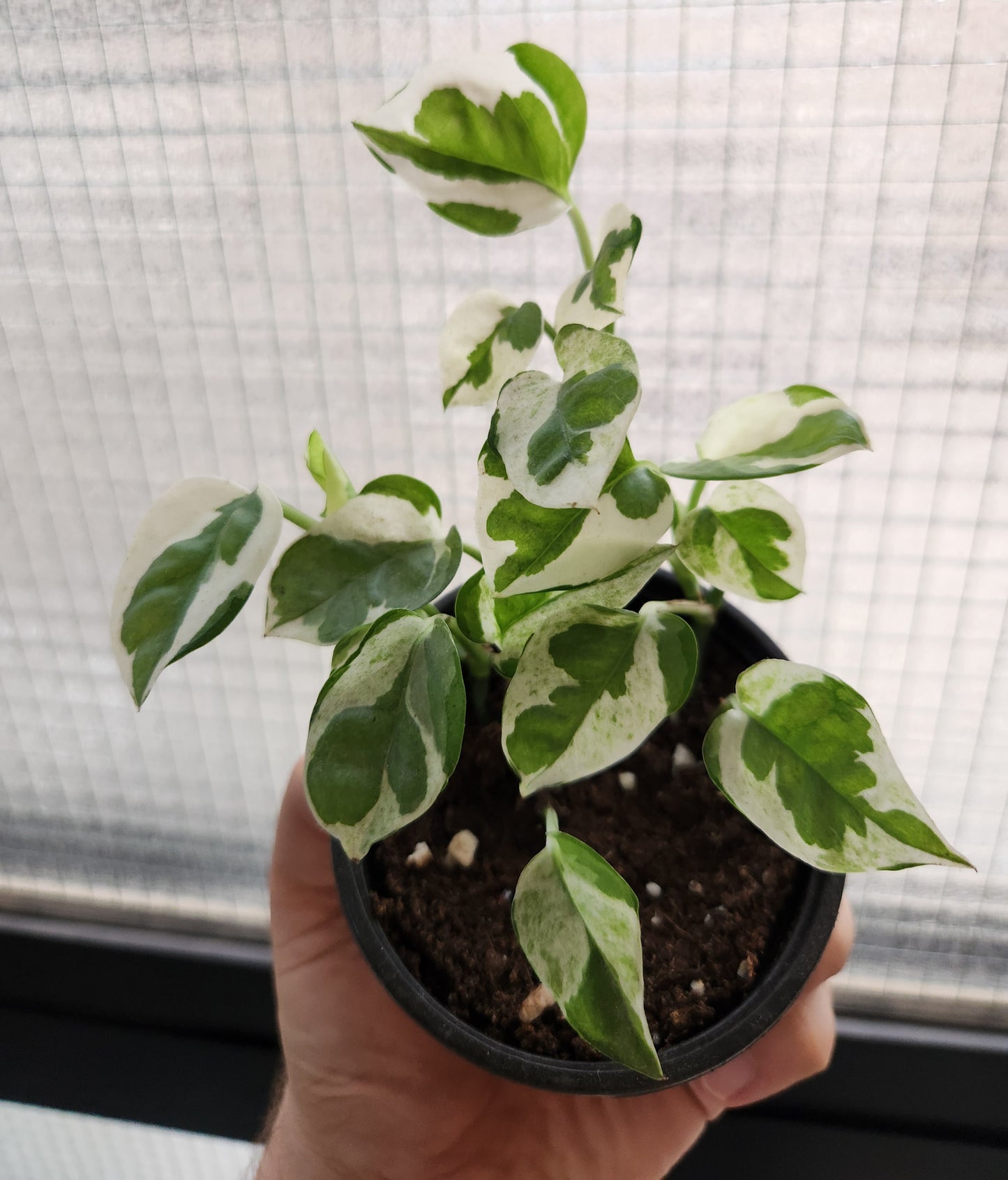 Pothos N Joy