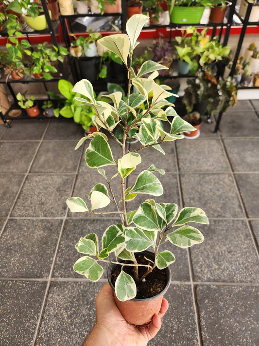 Ficus triangularis