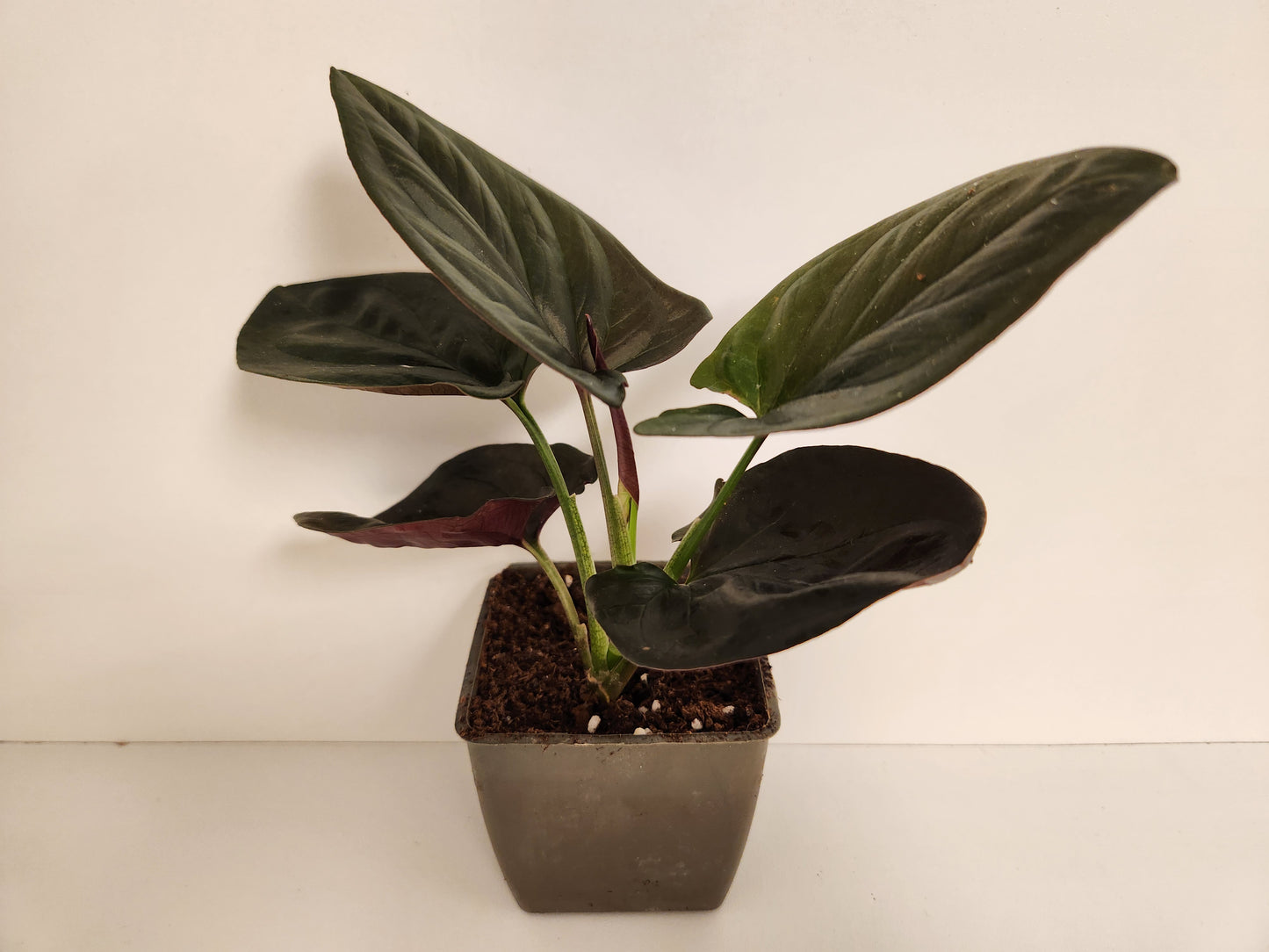 Syngonium erythrophyllum