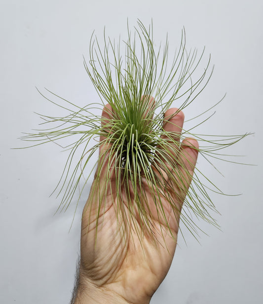Tillandsia andreana