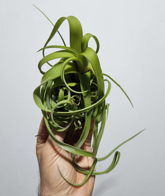 Tillandsia streptophylla