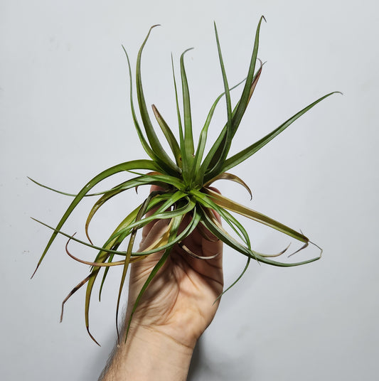 Tillandsia multiflora