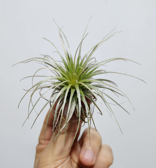 Tillandsia tectorum snow