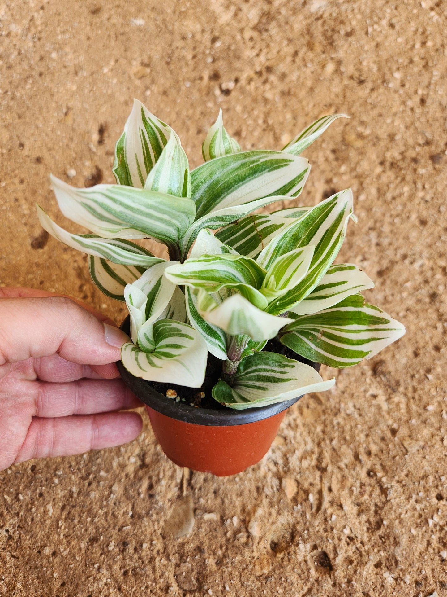 Tradescantia albiflora brightness