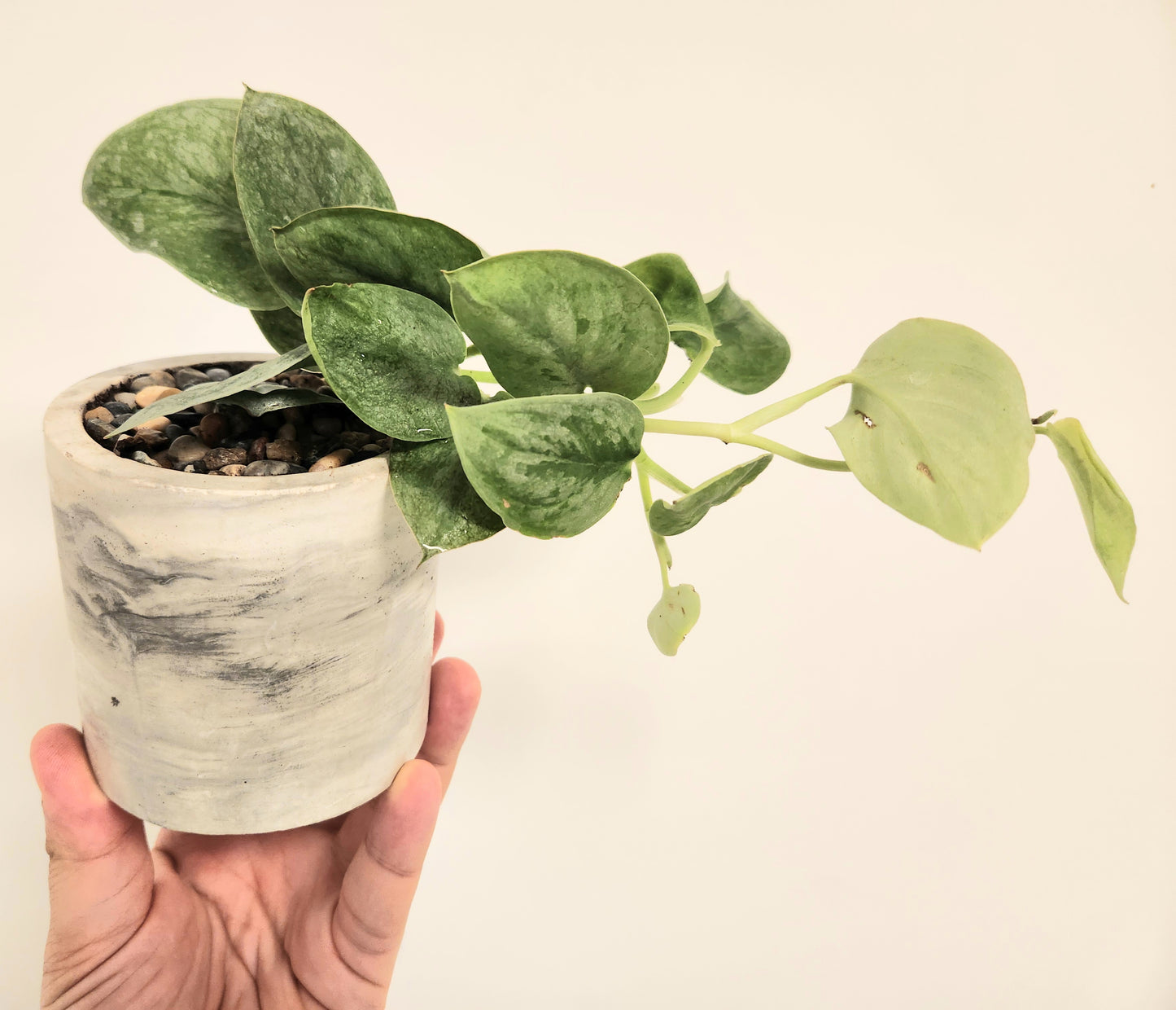 Scindapsus silver ann