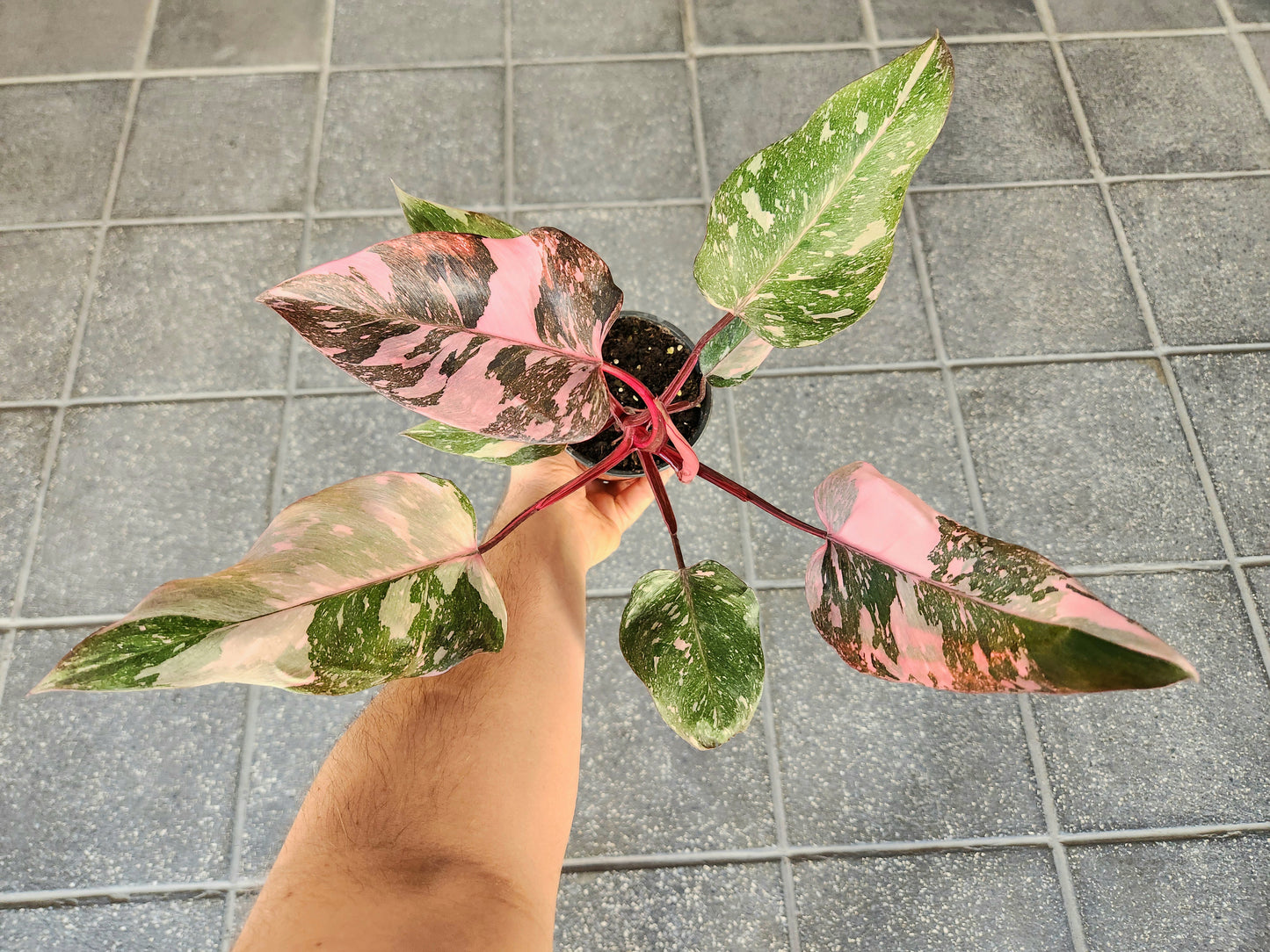 Philodendron pink marble