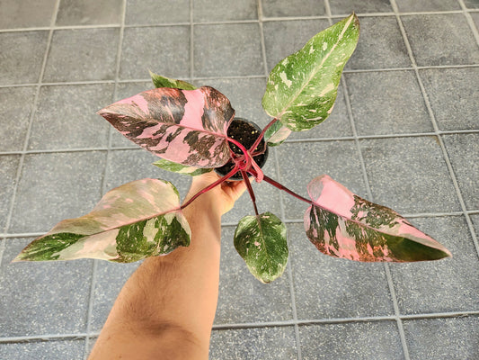 Philodendron pink marble