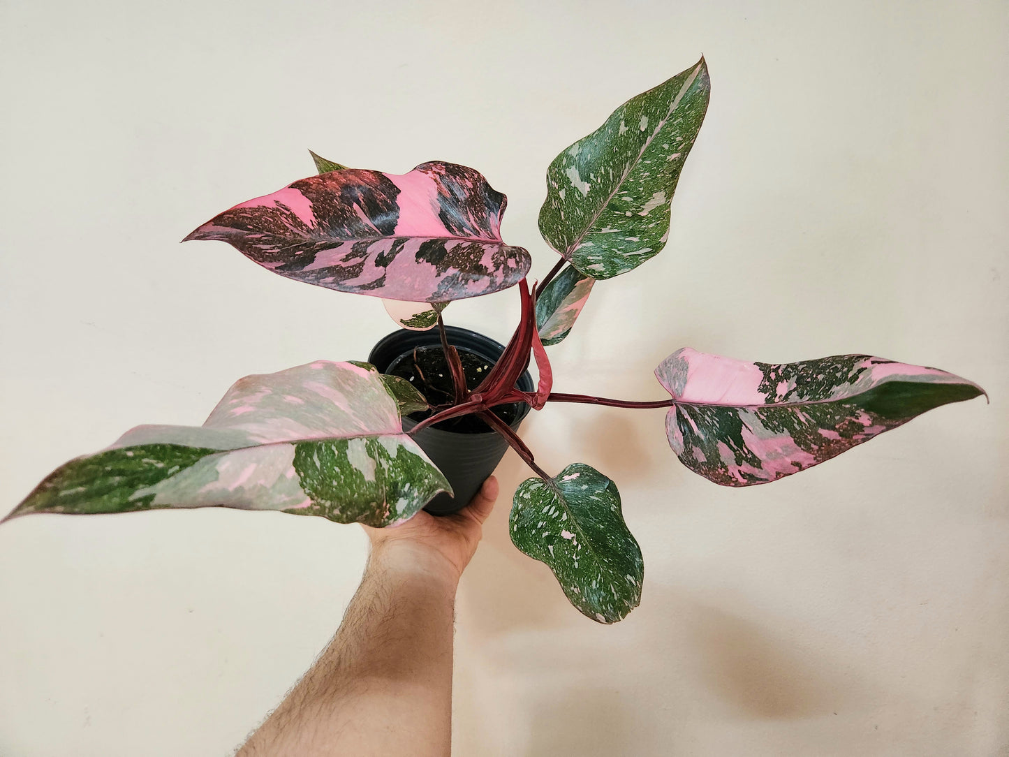 Philodendron pink marble