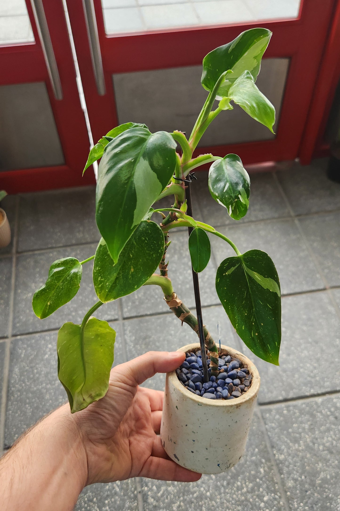 Philodendron white princess black spots