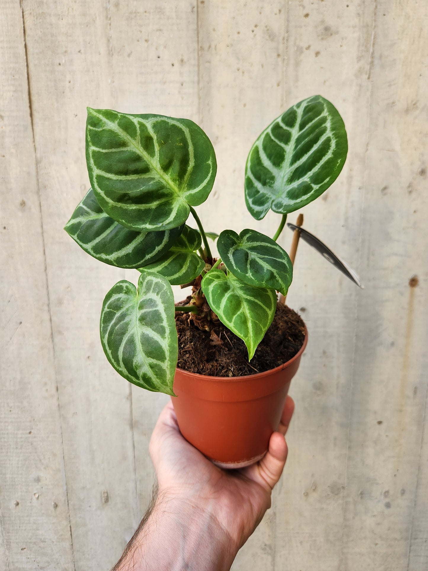 Anthurium crystallinum
