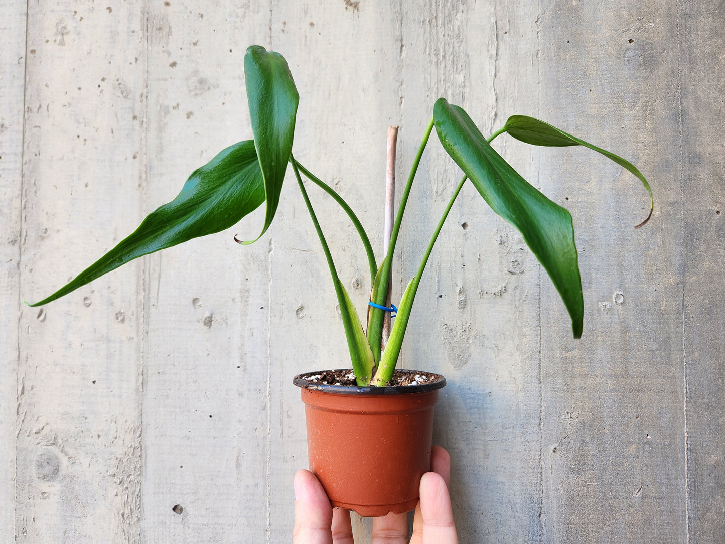 Monstera burle marx flame