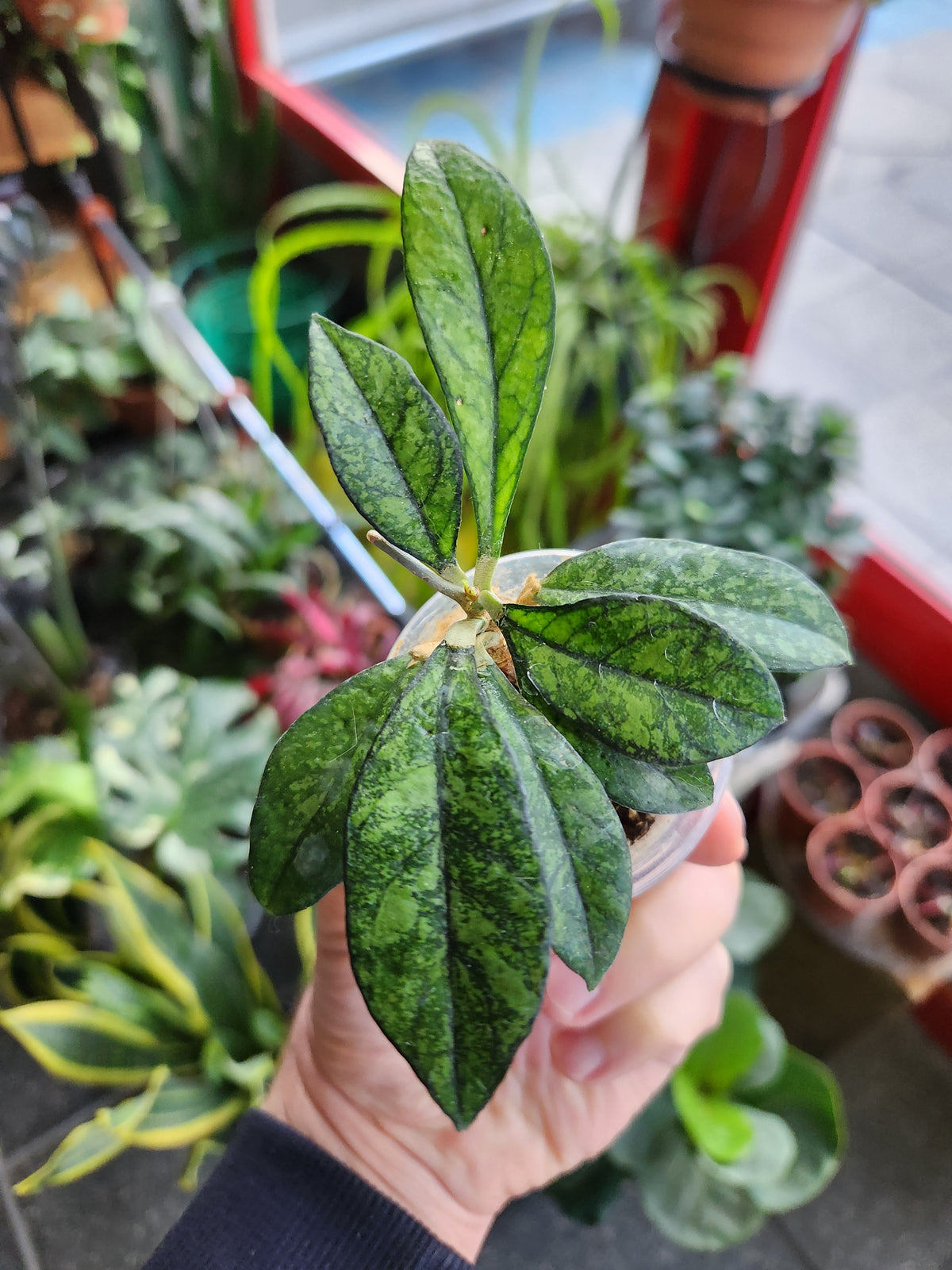 Hoya crassipetiolata splash vietnam