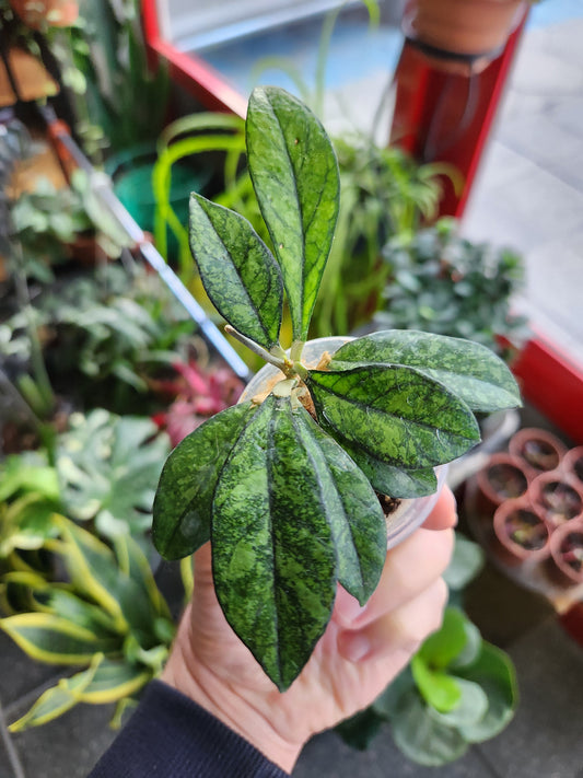 Hoya crassipetiolata splash vietnam