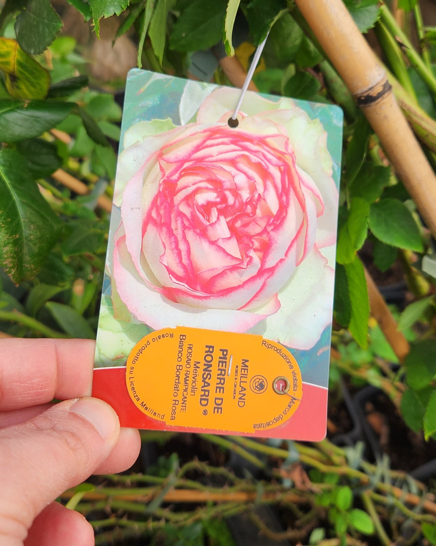 Rosier grimpant