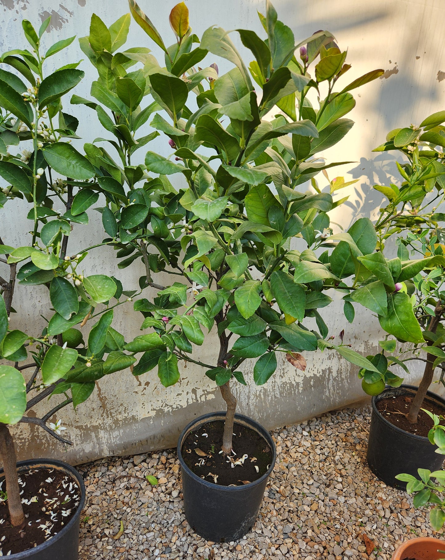 Citronnier (lemon tree)