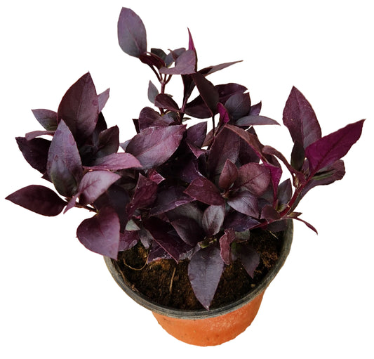 Alternanthera brasiliana
