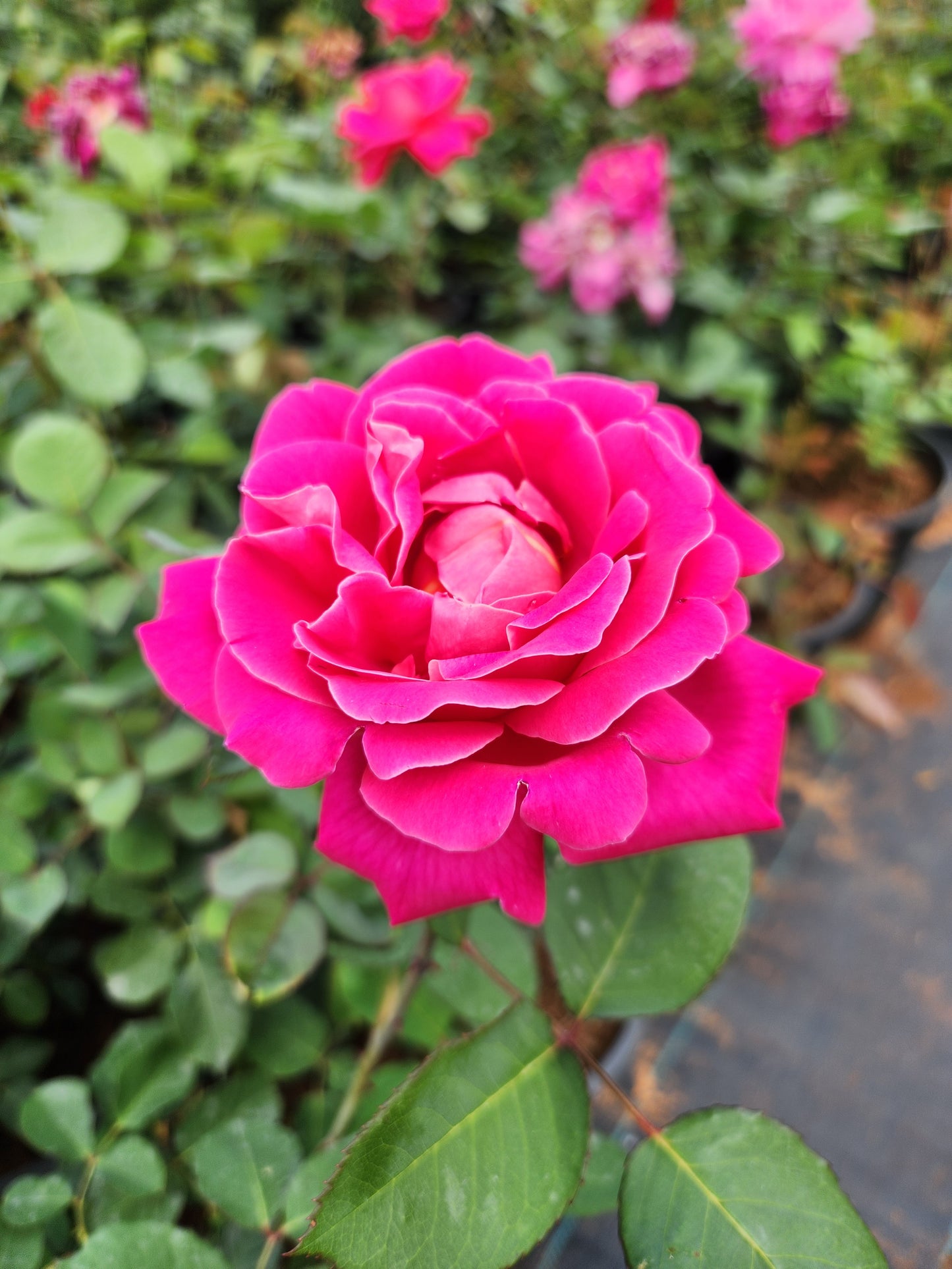 Rosier buisson