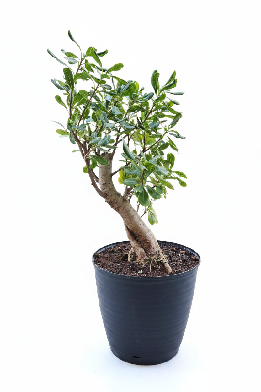 Bonsaï pittosporum tobira nana